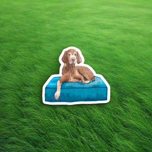 A dog sitting on a blue cushion with a black background