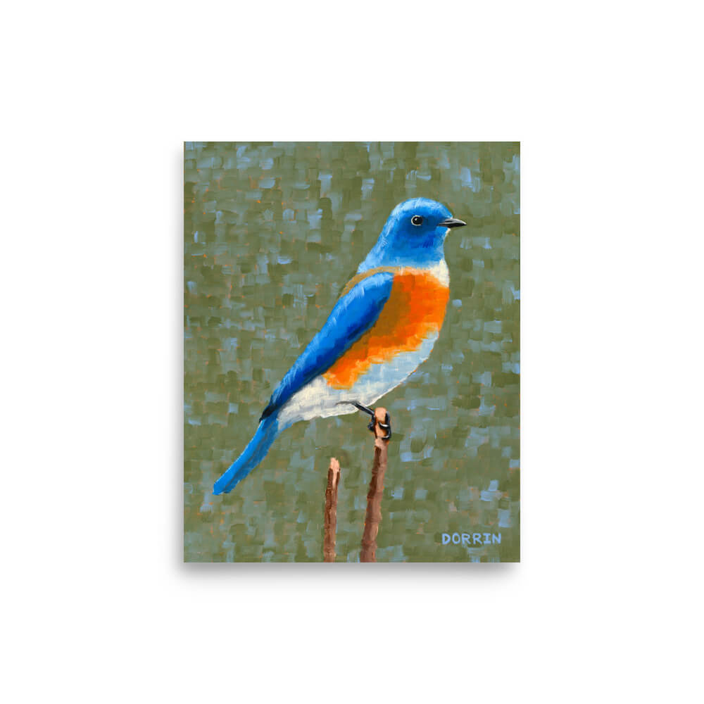 Eastern bluebird wildlife art print 8x10, blue and orange songbird painting on sage green background
