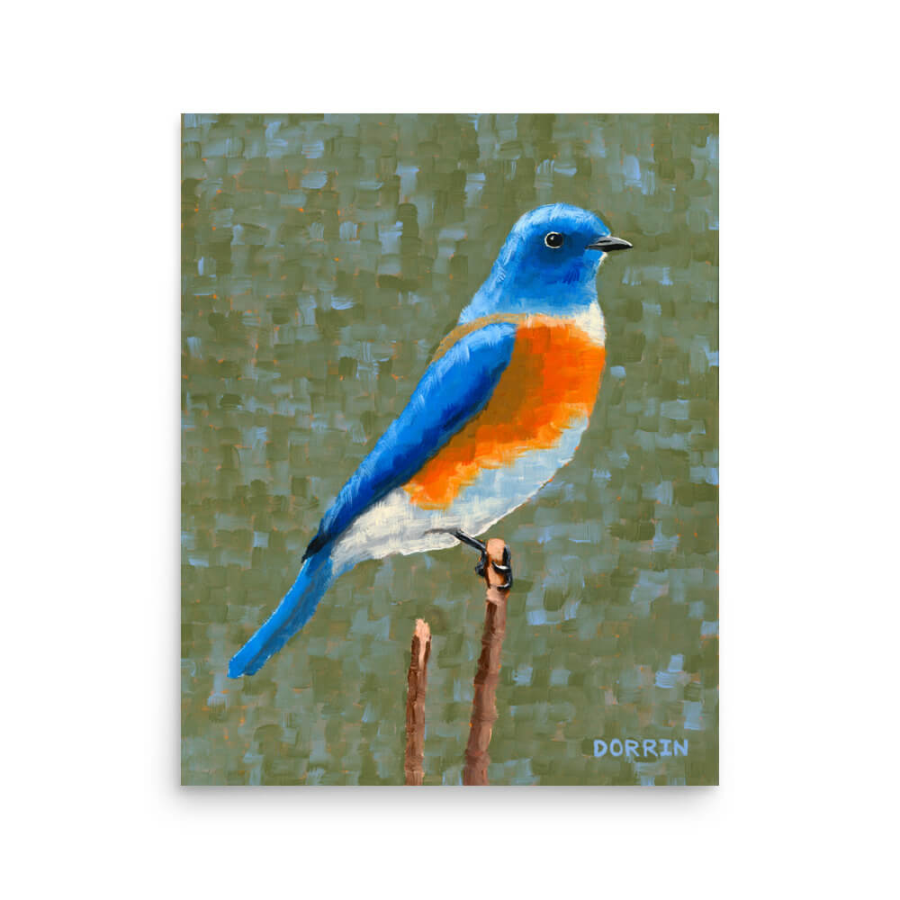 Eastern bluebird songbird art print 16x20, nature lover bird wall art by Dorrin Gingerich