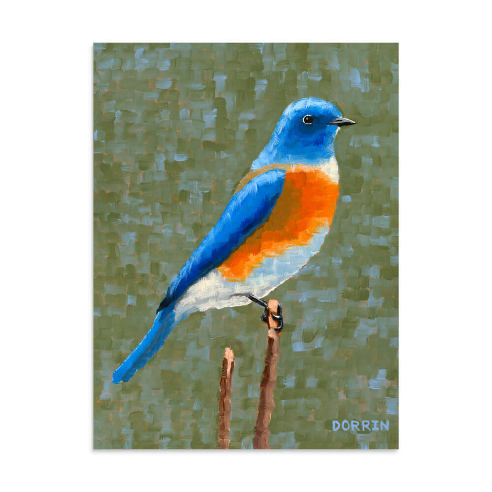 Large eastern bluebird art print 30x40, bold songbird wildlife painting by Dorrin Gingerich