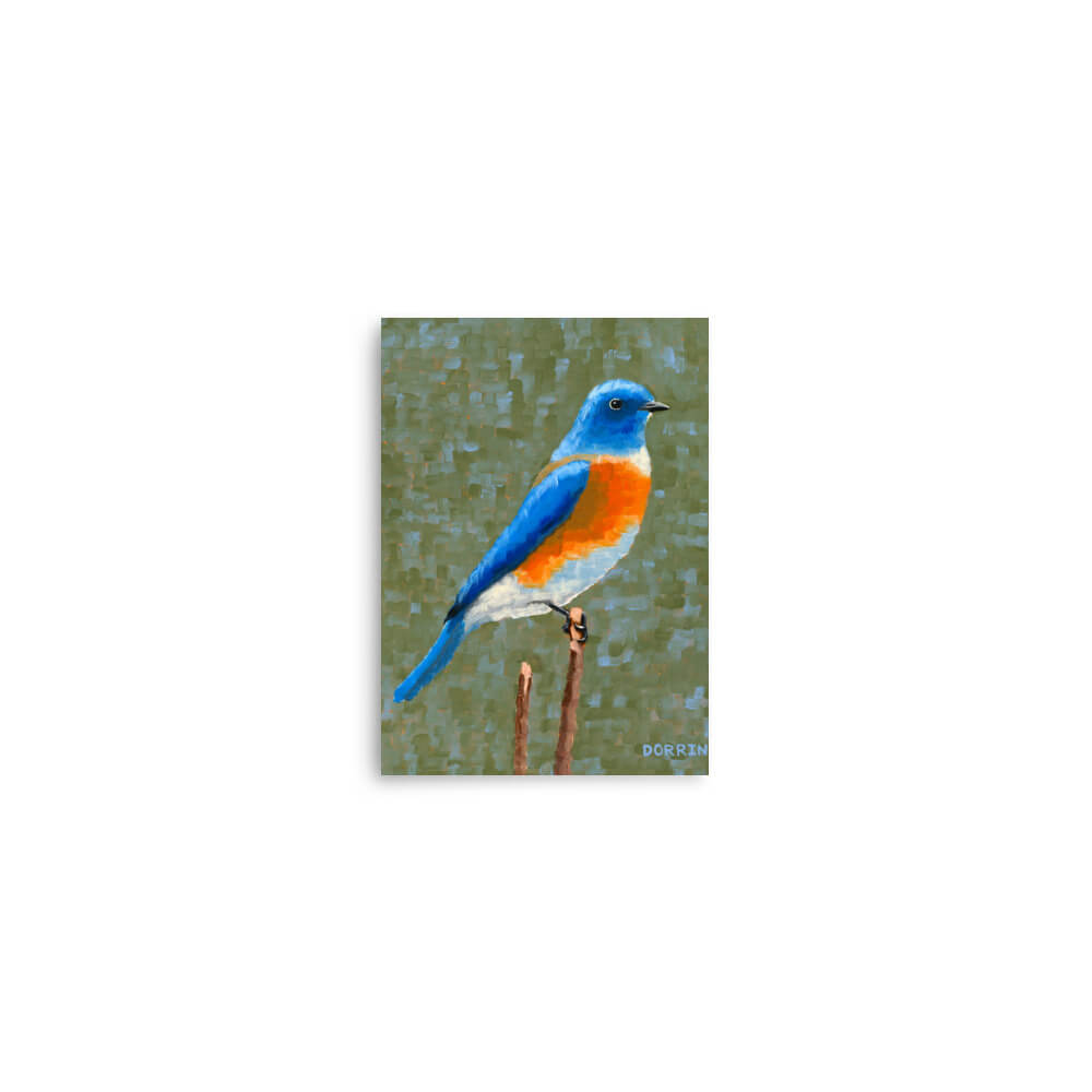 Eastern bluebird art print 5x7, songbird perched on branch painting by Dorrin Gingerich