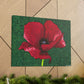 Poppy 1 Canvas Wraps Dorrin Gingerich Art