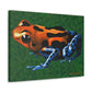 Dart Frog 1 Canvas Wraps Dorrin Gingerich Art